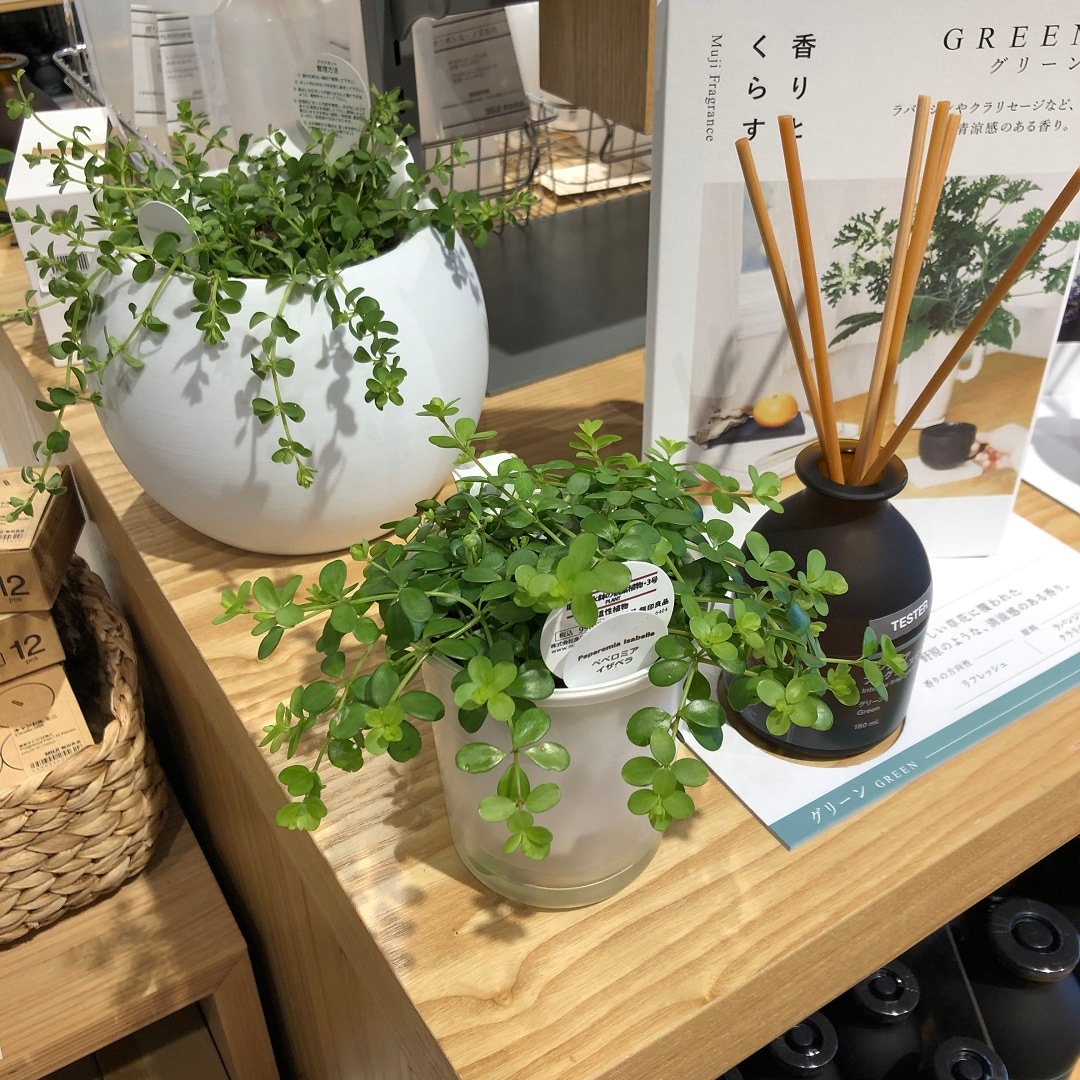 ヨークタウン水戸】育てやすい『底面給水鉢の観葉植物』｜無印良品
