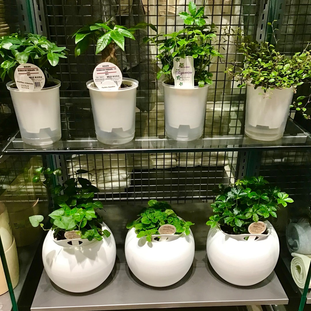松本パルコ】観葉植物たちが仲間入りしました| 無印良品 松本パルコ】観葉植物たちが仲間入りしました| 無印良品