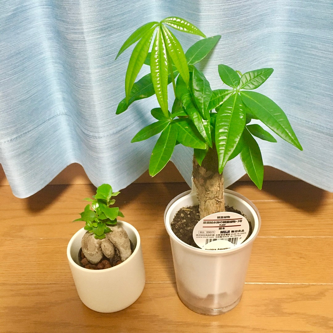 松本パルコ】観葉植物たちが仲間入りしました| 無印良品 松本パルコ】観葉植物たちが仲間入りしました| 無印良品