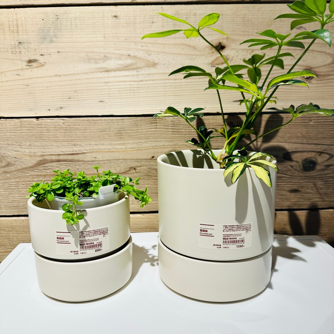 旭川花咲】暮らしにみどりを｜インテリア｜ 無印良品