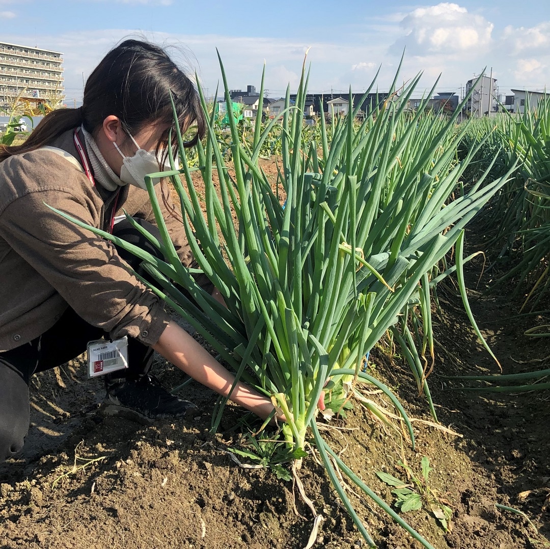 堺北花田】なにわの伝統野菜、難波ネギ｜周年市 おいしいは継がれて