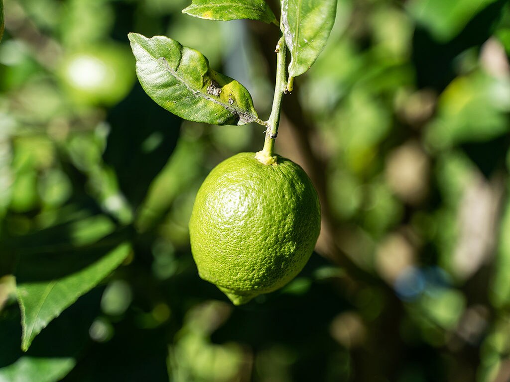 農薬に頼らず無茶苦茶に頑張る。健康で安全な「無茶々園」のグリーンレモン