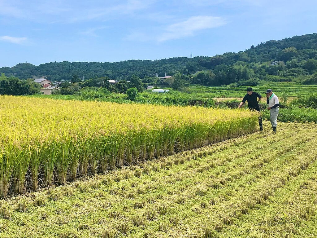 鴨川地域の生産者と協業した地域産品「プリンセスサリー」【プリンセスサリー栽培の会】