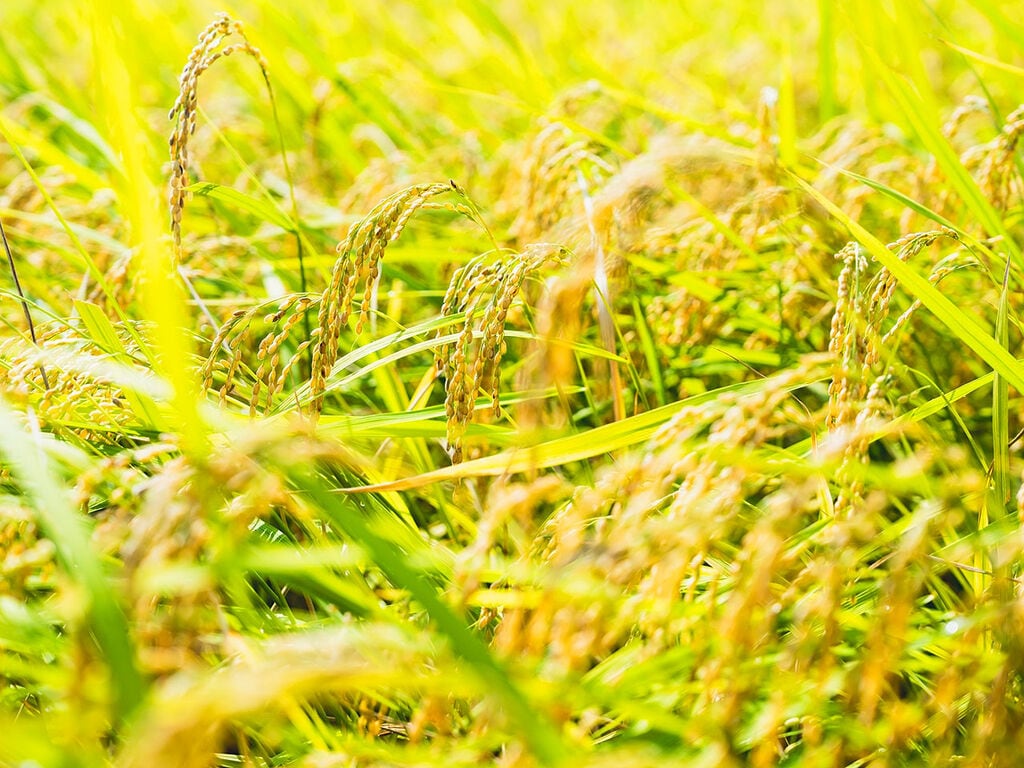 ファームコナカ