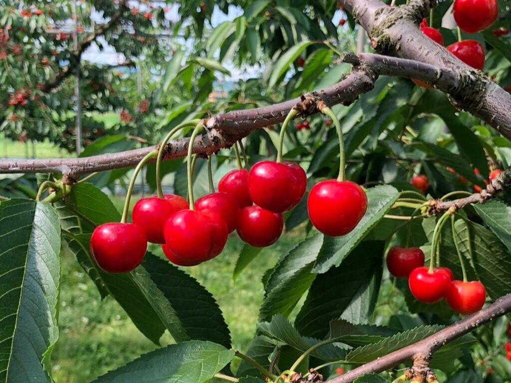 日本一のさくらんぼの産地、山形県で100年続く【すずき農園】