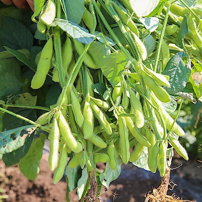香り、甘み、旨み３拍子揃った【タムラファーム】の朝採り枝豆『味緑(みりょく)』の魅力