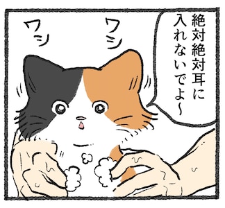 【探偵とねこ】「二択」 ｜ ペット用リンスインシャンプー