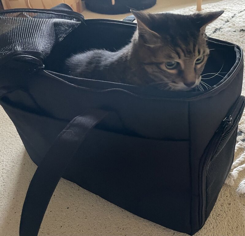ペット用洗えるキャリーバッグ、スナップボタン付きタオル……我が家の猫と試してみたら