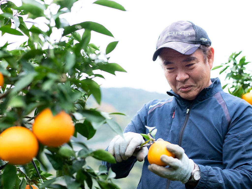 農薬に頼らず無茶苦茶に頑張る。健康で安全な「無茶々園」の愛媛果第試28号