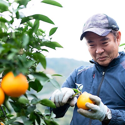 農薬に頼らず無茶苦茶に頑張る。健康で安全な「無茶々園」の愛媛果第試28号