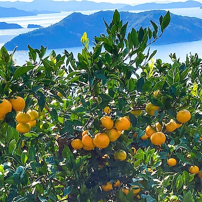 潮風でミネラルをたっぷり浴びたみかんを味わってほしい。南北を海に囲まれた【田縁農園】の柑橘