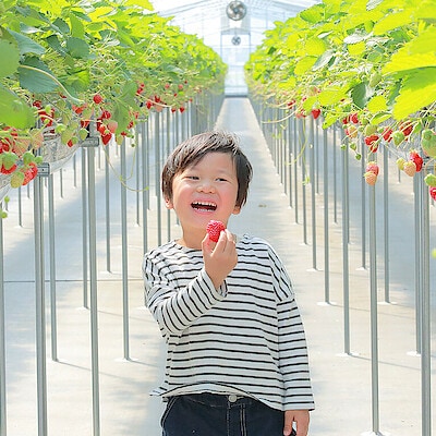 ひと粒で口いっぱいの幸せを。【いちごびより】のいちごで全国に幸せを届けたい