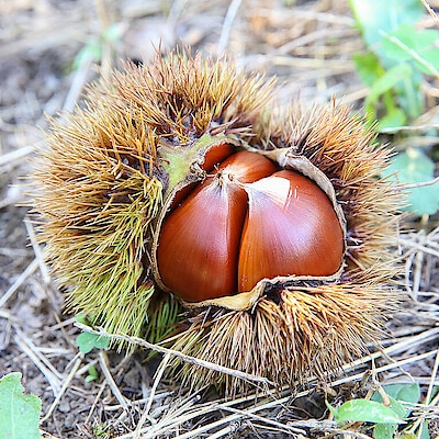 日本一の栗の産地で、栽培期間中、農薬・化学肥料を使わずに育てる【果じゅまる園】の栗
