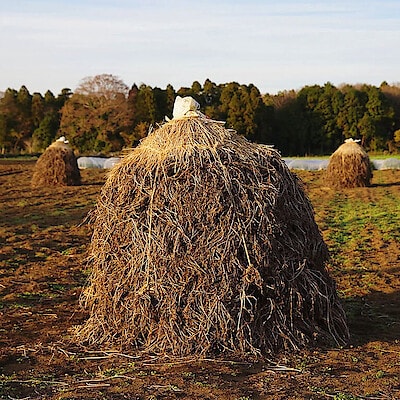 千葉の落花生を未来につなぐ、ピーナッツブランド【株式会社セガワ】