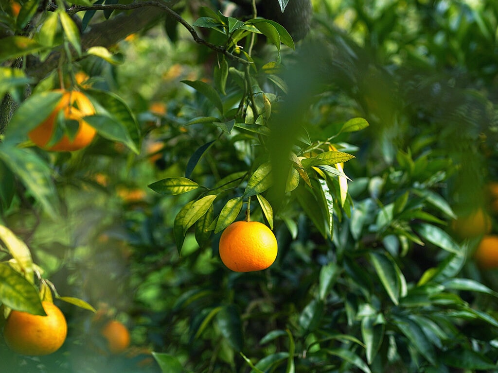 淡路橙研究所　森 知宏（もり ちひろ）