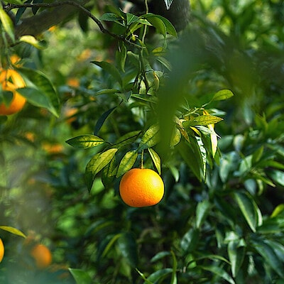香り高き果皮に魅せられて。【淡路橙研究所】の「淡路橙（あわじだいだい）」