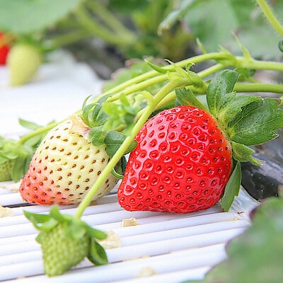 濃密で芳醇な甘みに魅せられて…【矢島農園】のいちご「あまりん」
