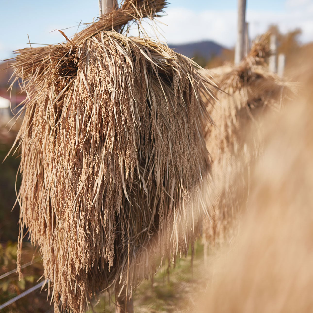 素材　発酵導入美容液　米ぬか　無印良品