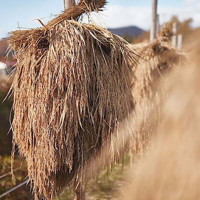 米ぬか発酵液｜自然の力を生かしたうるおい成分