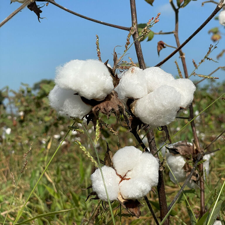 素材　アフリカ　コットン　綿花　無印良品