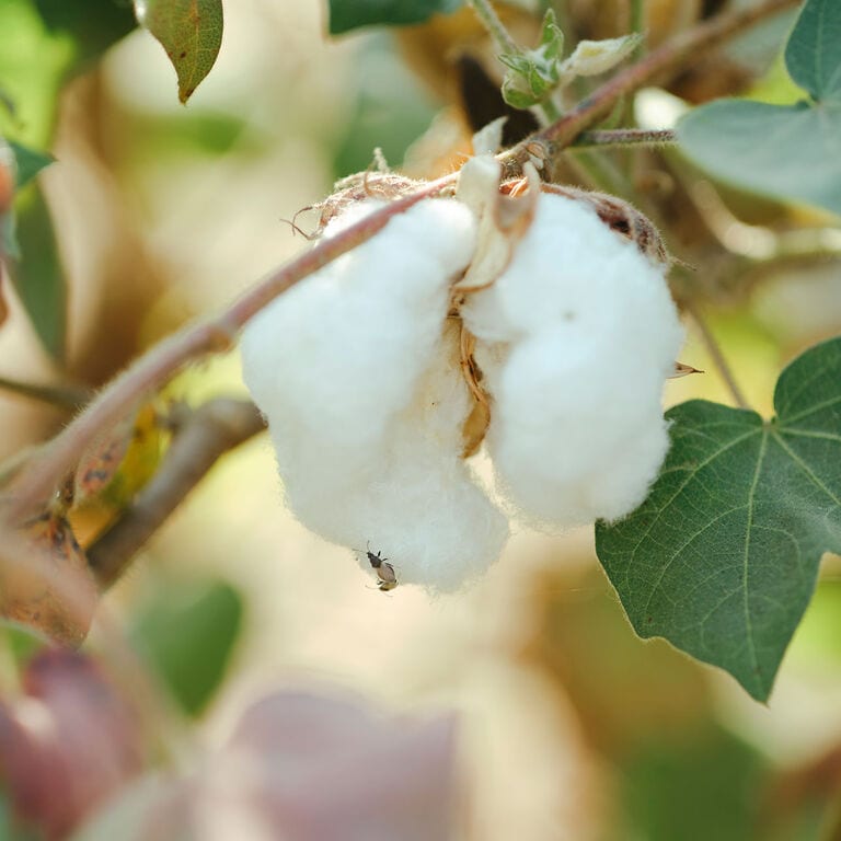 無印良品 オーガニック コットン 素材 自然 天然 綿