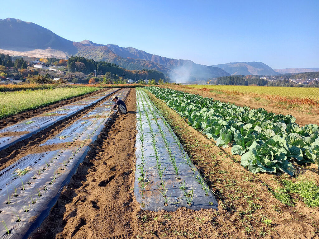 毎日の食卓に南阿蘇の風を　【南阿蘇手づくり農園菜の風】