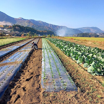 毎日の食卓に南阿蘇の風を 【南阿蘇手づくり農園菜の風】