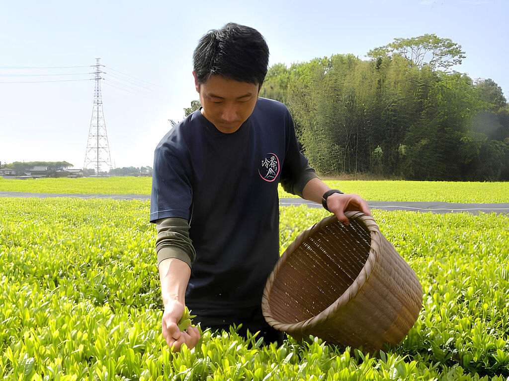 江戸からつづく「さしま茶」の伝統と技術を後世に。