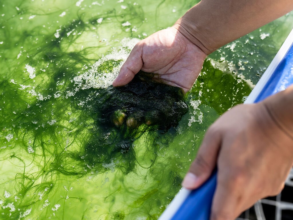 真珠養殖業者が始めた、新しい海の仕事。「無茶々園」の青のり
