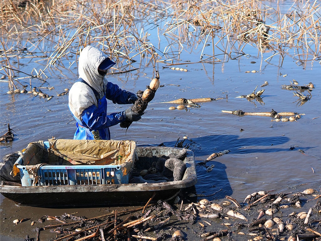 土と向き合い続けて、白く、美味しいれんこんを