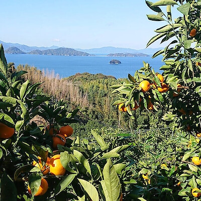 みかんの島のみかん農家【にいうち農園】が育てる、山口県オリジナル柑橘