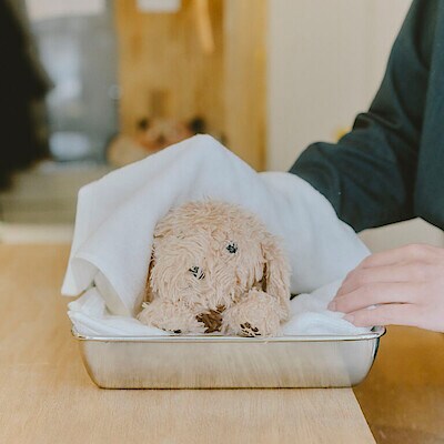 ぬいぐるみを洗う人はやさしい ｜ ふっくらパイルフェイスタオル ほか