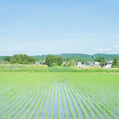 【道の駅たがみ】がつないでいく田上町に眠る宝、「越の梅」と「田上たけのこ」
