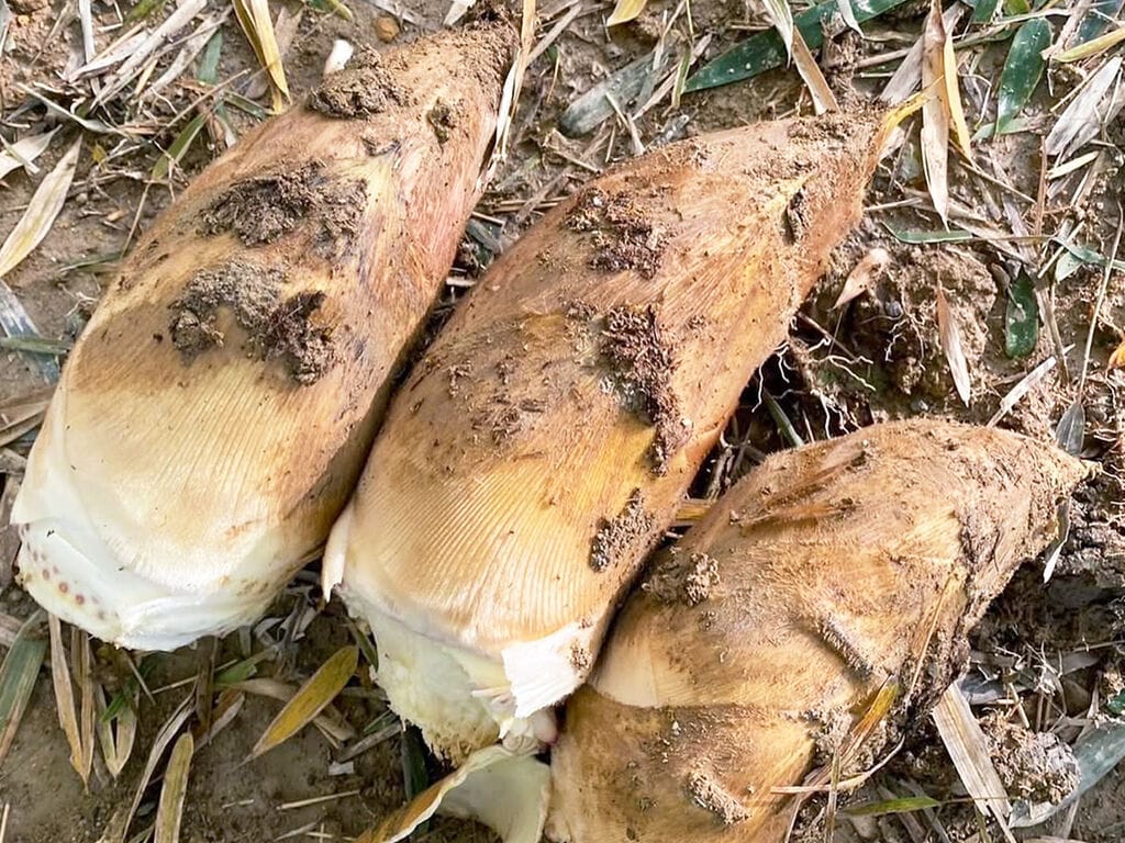 
株式会社DELICEキョウト