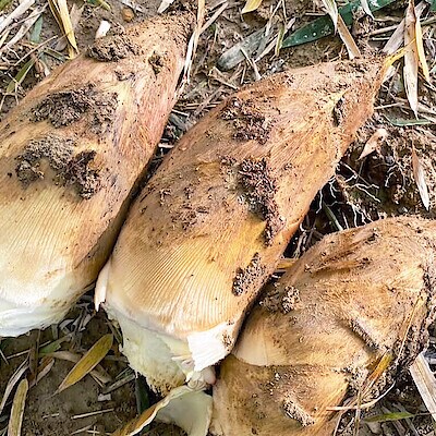 200年前からの伝統製法を受け継ぐ、京都の「白子たけのこ」。【DELICEキョウト】の挑戦