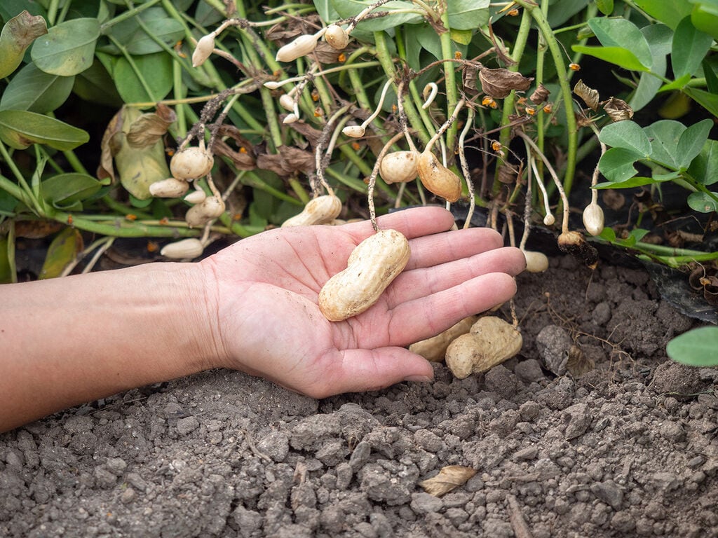 安心して食べられる野菜作りは健全な土作りから。【アグリ・アライアンス（脇農園）】