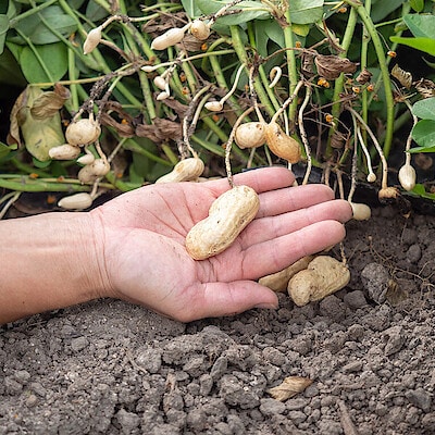 安心して食べられる野菜作りは健全な土作りから。【アグリ・アライアンス（脇農園）】