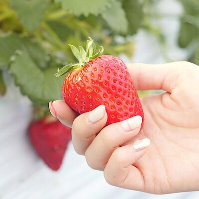 あくまでも完熟にこだわる。【6FARM】の古都・奈良を飾る新しい“華”となるいちご「古都華」