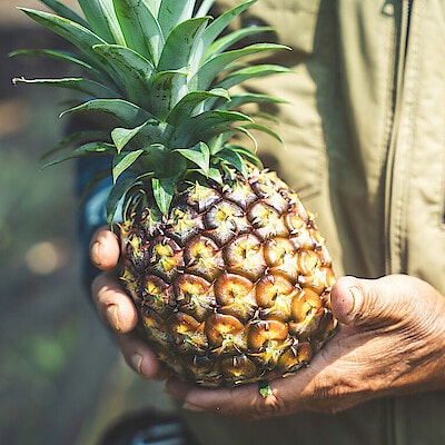 沖縄の発展を支えてきたパイナップルと共に生きていく。【長浜商店】のパイン