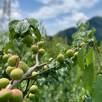 カリカリ梅にはもってこいの小粒梅「織姫」から、青いダイヤと呼ばれた「白加賀」まで。群馬が誇る【木の花園】の梅