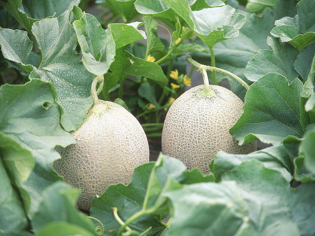 有限会社北海道日原