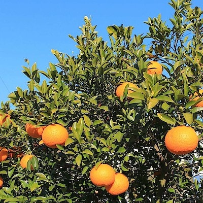 年中みかんが実る“みかんの里”から届く、「きてら」の柑橘