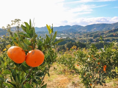 コクのある甘みの静岡みかんと、世界から認められたマーマレード
