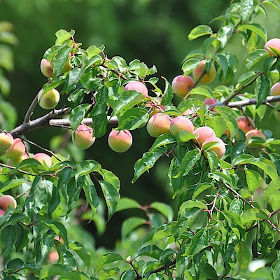 明治36年開墾、奈良県吉野の果実園から届ける旬のフルーツ