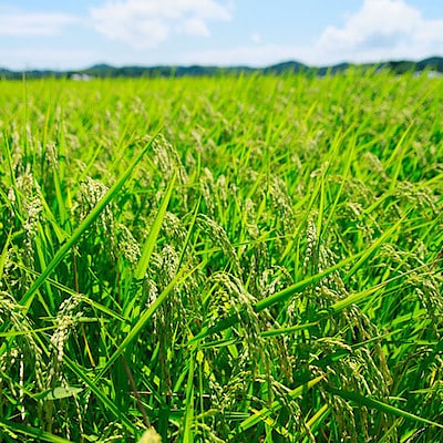 農薬・化学肥料不使用、特別栽培米「いすみっこ」