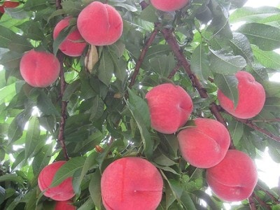 たかはし果樹園