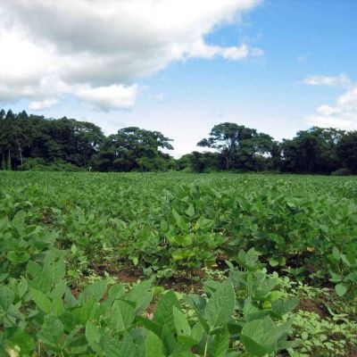 キービジュアル画像：良質な岩手県産大豆を使った豆腐