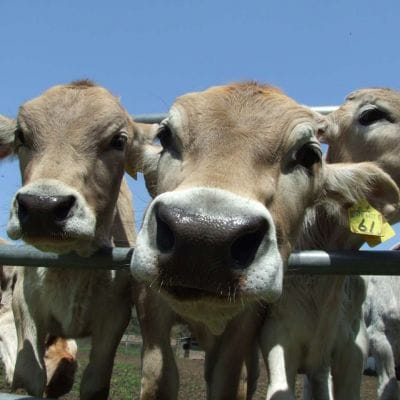 キービジュアル画像：良質な牛乳、チーズ、バターは心も体も健康な牛から