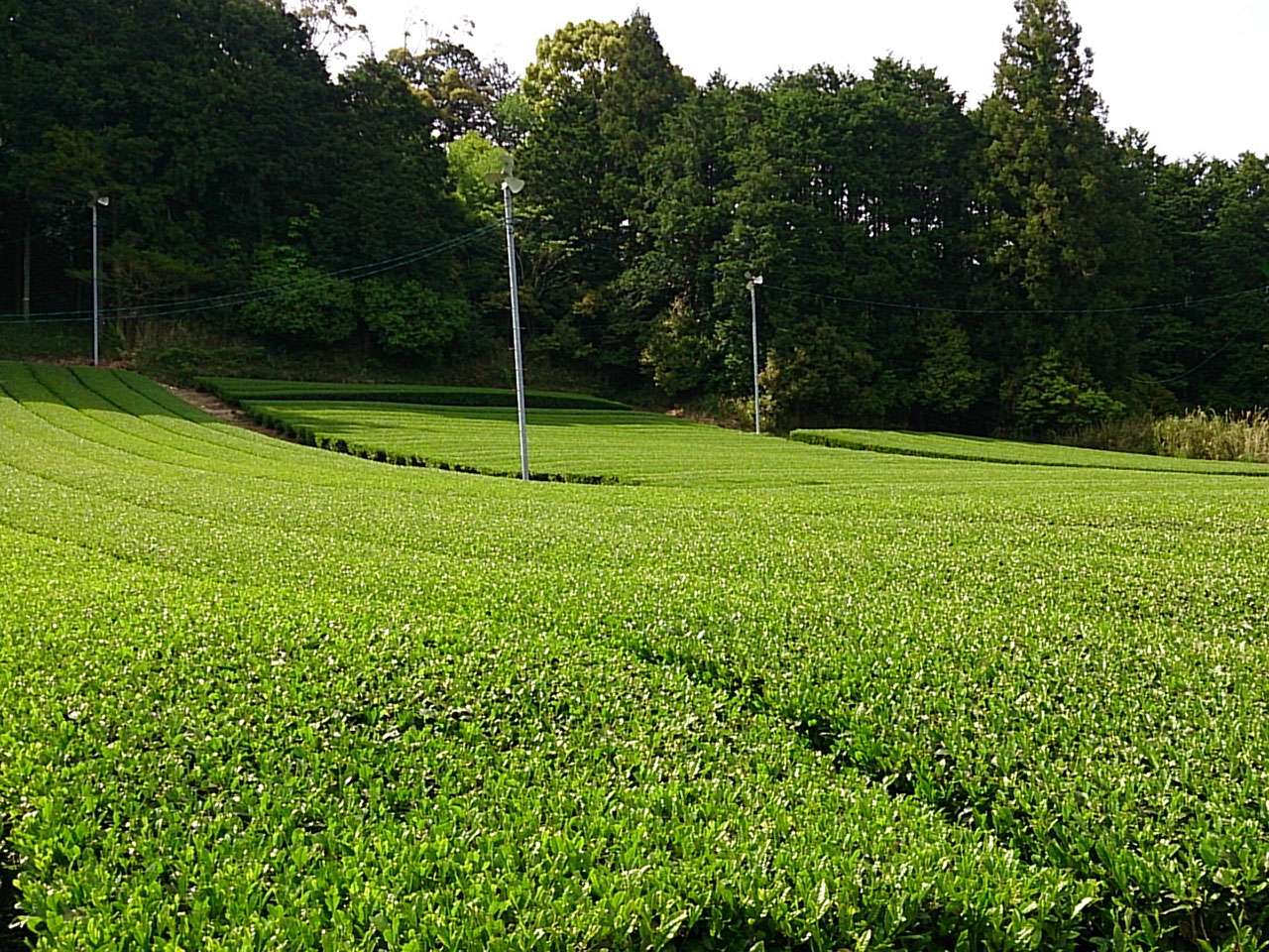 キービジュアル画像：日本らしい紅茶