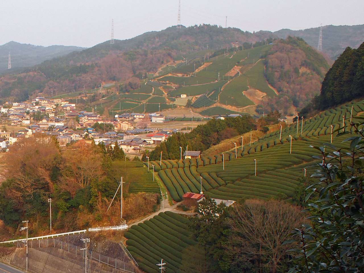 キービジュアル画像：日本茶800年の歴史を紡ぐ茶源郷、京都・和束町